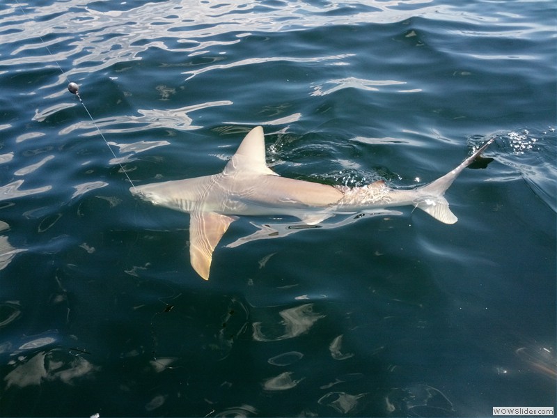 Sh sh sh SHAAAARK!!!