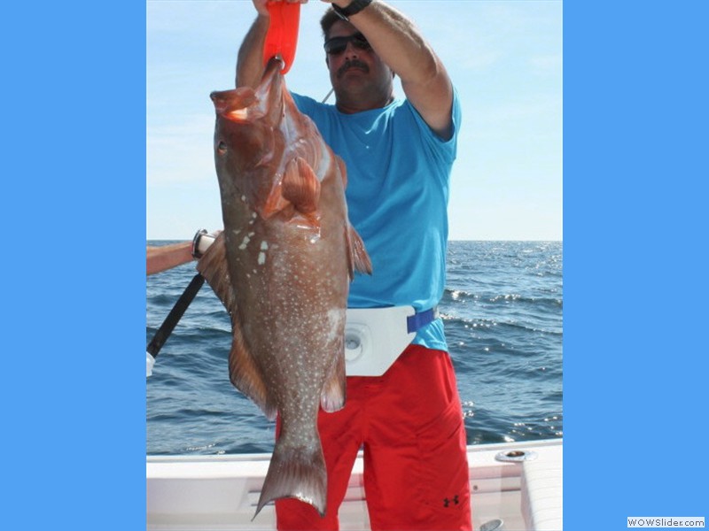 Red Grouper